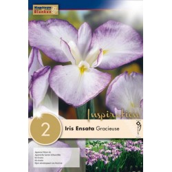 Bulbes d'iris ensata...