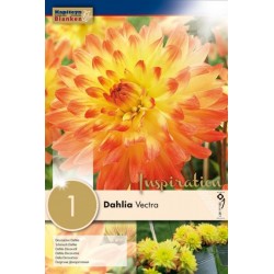 Bulbe de dahlia vectra x 1