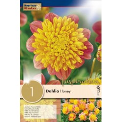 Bulbe de dahlia honey x 1