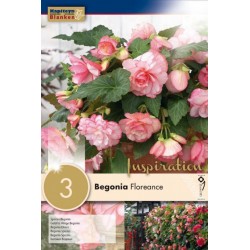 Bulbes de begonia cascade...