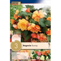 Bulbes de begonia cascade...