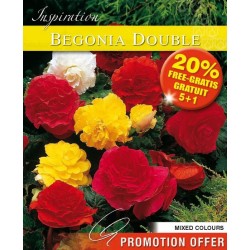 Bulbes de begonia double +...