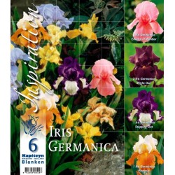 Bulbes d'iris germanica en...