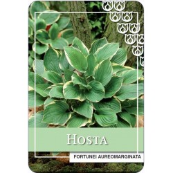 Bulbe d'hosta fortunei...