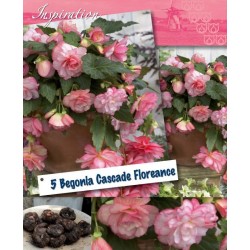 Bulbes de begonia cascade...