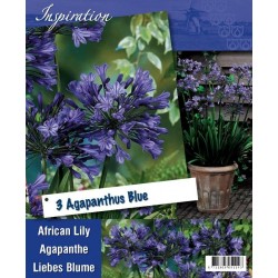Bulbes d'agapanthe bleue x 3