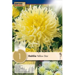 Bulbe de dahlia yellow star...