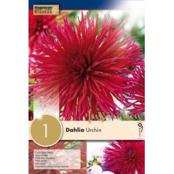 Bulbe de dahlia urchin x 1