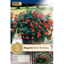 Bulbes de begonia bertini...