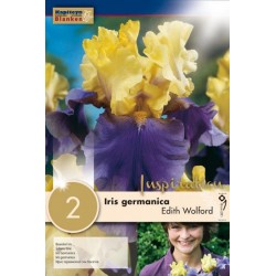 Bulbes d'iris germanica...