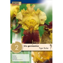 Bulbes d'iris germanica...