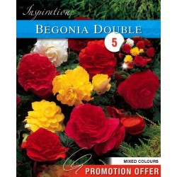 Bulbes de begonia double en...