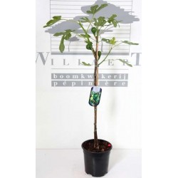 Ficus carica p19 tige