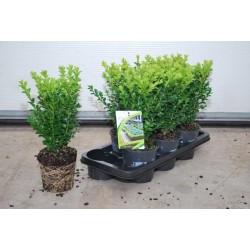 Buxus arbuste h22-p14