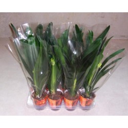 Clivia miniata h50-p13