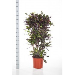 Codiaeum gatum curly boy...