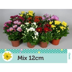 Chrysanthemum indicum...