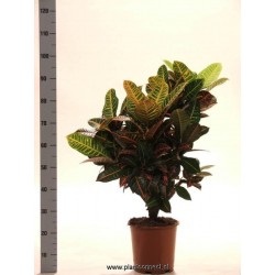 Croton petra 3p-h110-p24