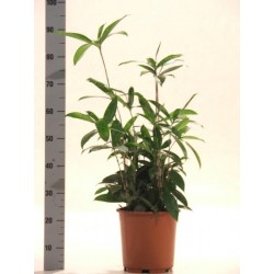 Dracaena surculosa h90-p24