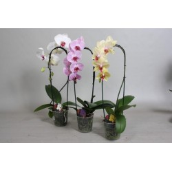 Phalaenopsis cascade...