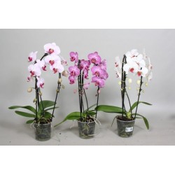 Phalaenopsis cascade...