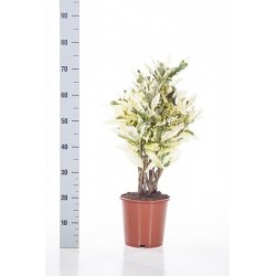 Codiaeum gatum tamara h80-p21