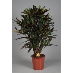 Codiaeum gatum mammi h95-p24