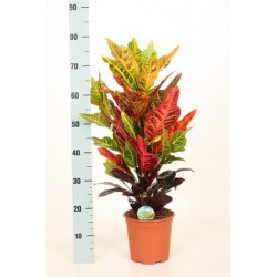 Codiaeum gatum excellent...