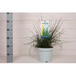 Juncus effusus spiralis...
