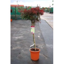 Acer palmatum garnet h40+ ctr