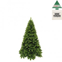Sapin tsuga 386br Ø104 H155