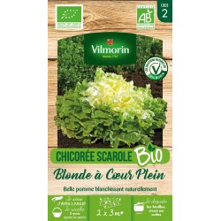 SCAROLE chicorée Blonde a...