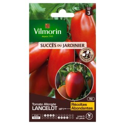 TOMATE allongée Lancelot...