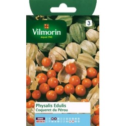 Physalis edulis
