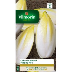 CHICORÉE witloof Platine...