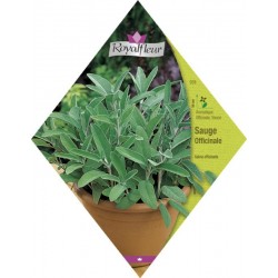 Sauge officinale sachet...